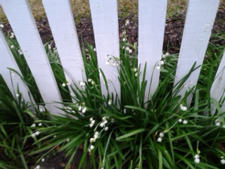 mcvl close up lily fence